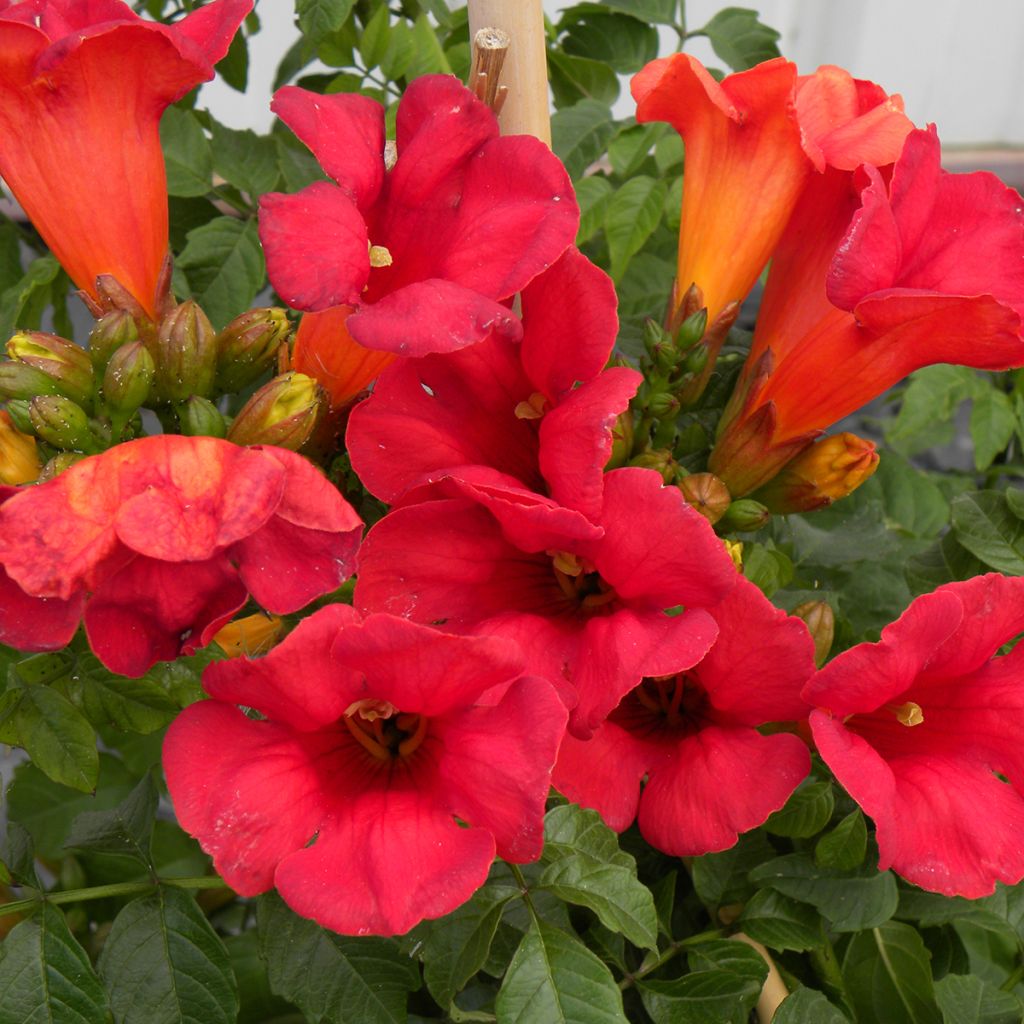 Campsis tagliabuana Summer Jazz Fire - Trompetklimmer