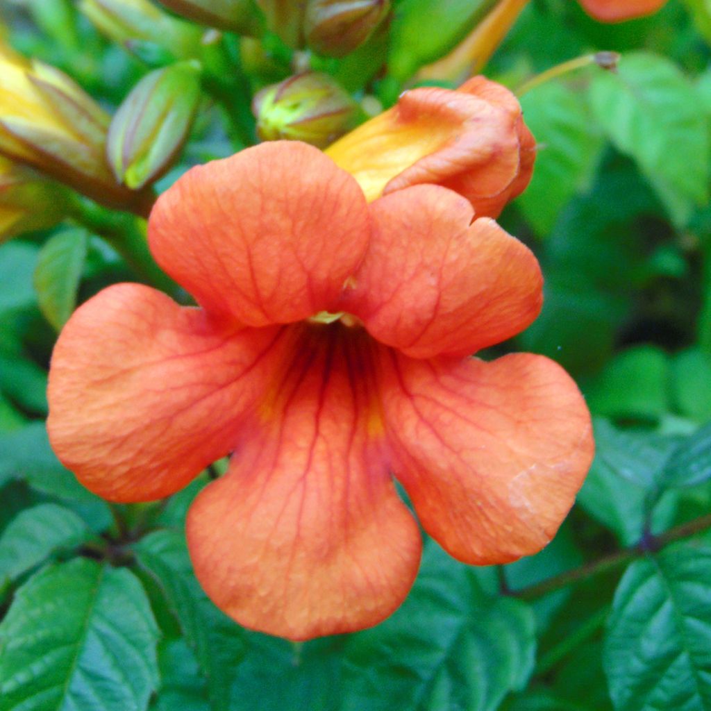 Campsis tagliabuana Summer Jazz Fire - Trompetklimmer
