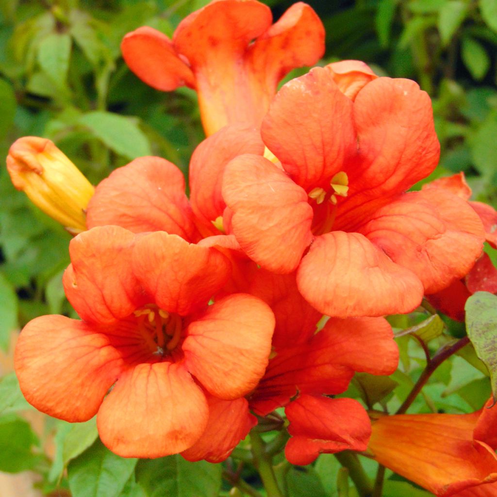 Campsis tagliabuana Summer Jazz Fire - Trompetklimmer