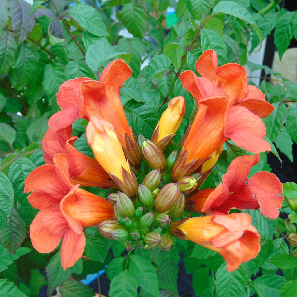 Campsis tagliabuana Summer Jazz Fire - Trompetklimmer