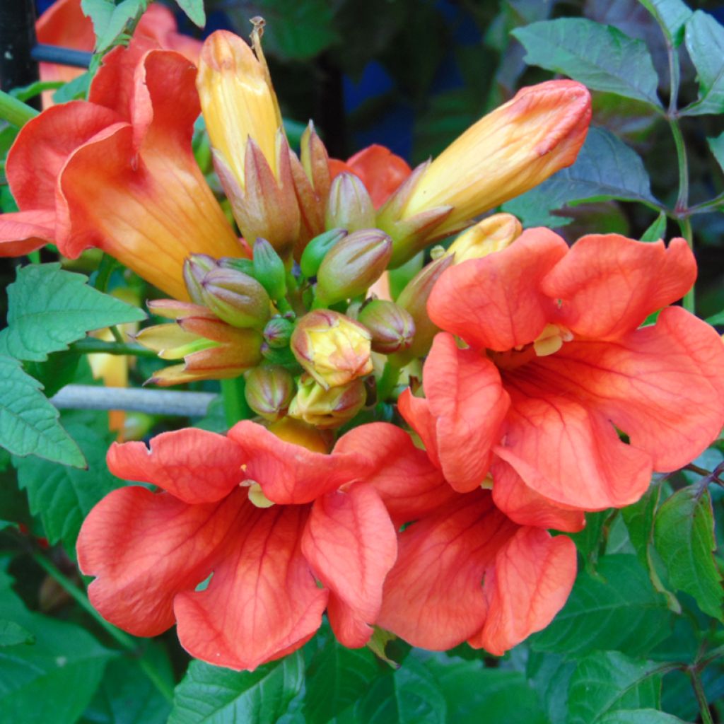 Campsis tagliabuana Summer Jazz Fire - Trompetklimmer