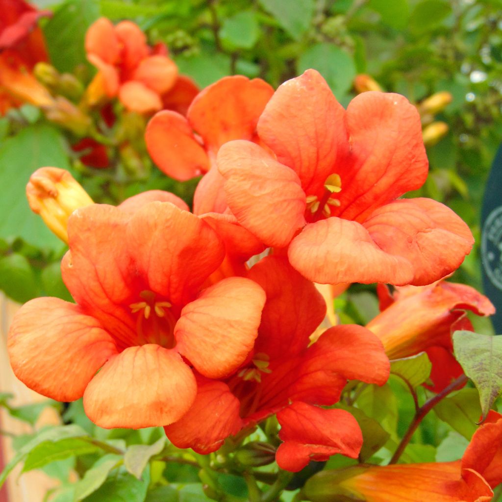 Campsis tagliabuana Summer Jazz Fire - Trompetklimmer