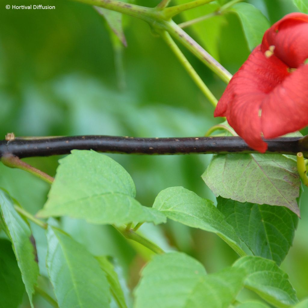 Campsis tagliabuana Ebony & Red - Trompetklimmer