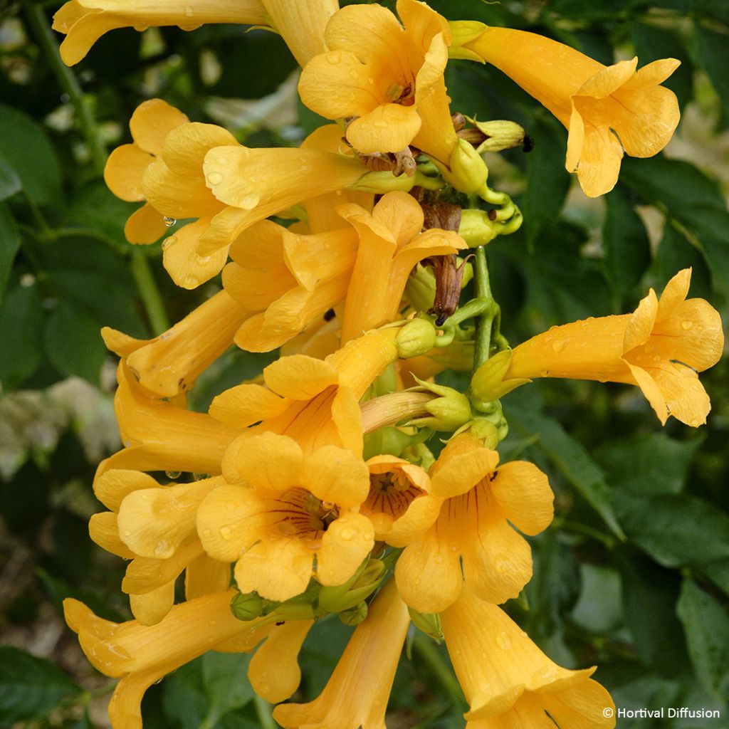 Campsis tagliabuana Golden Trumpet - Trompetklimmer