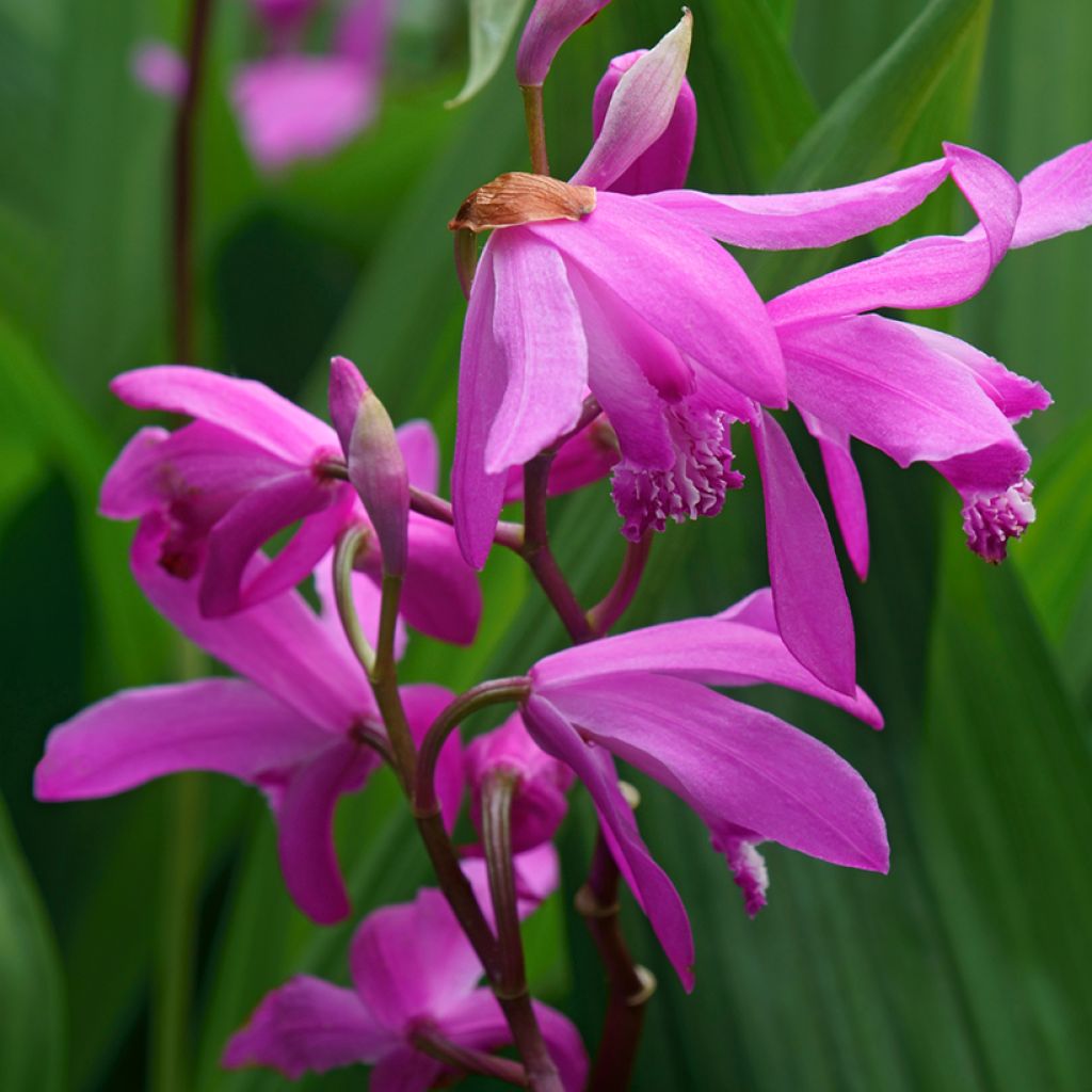 Bletilla striata Gabby - Japanse orchidee