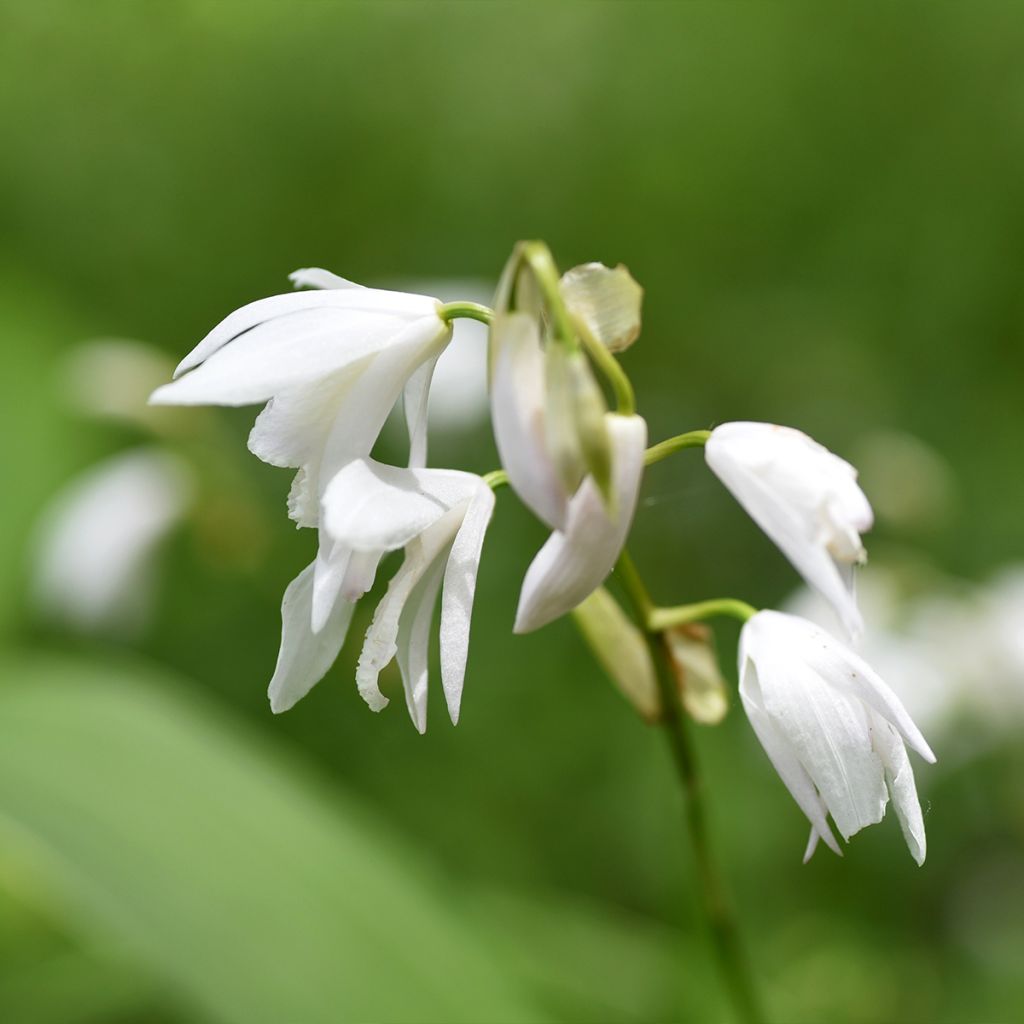Bletilla striata Alba - Japanse orchidee