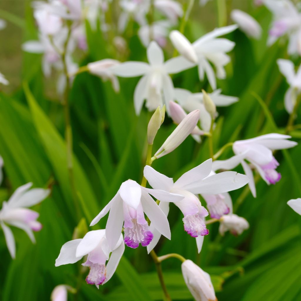 Bletilla striata Kuchi-beni - Japanse orchidee