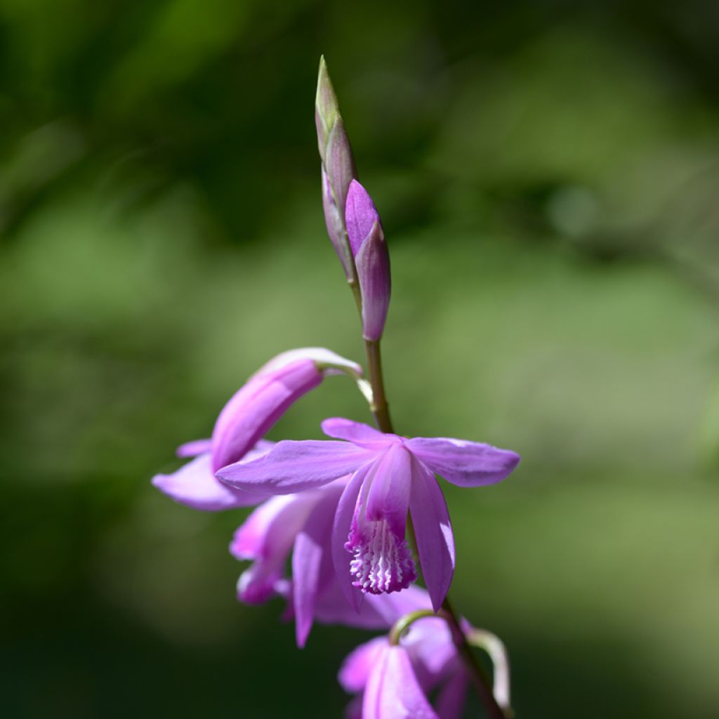 Bletilla striata - Japanse orchidee
