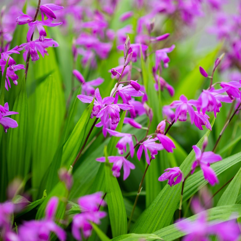 Bletilla striata Purple - Japanse orchidee