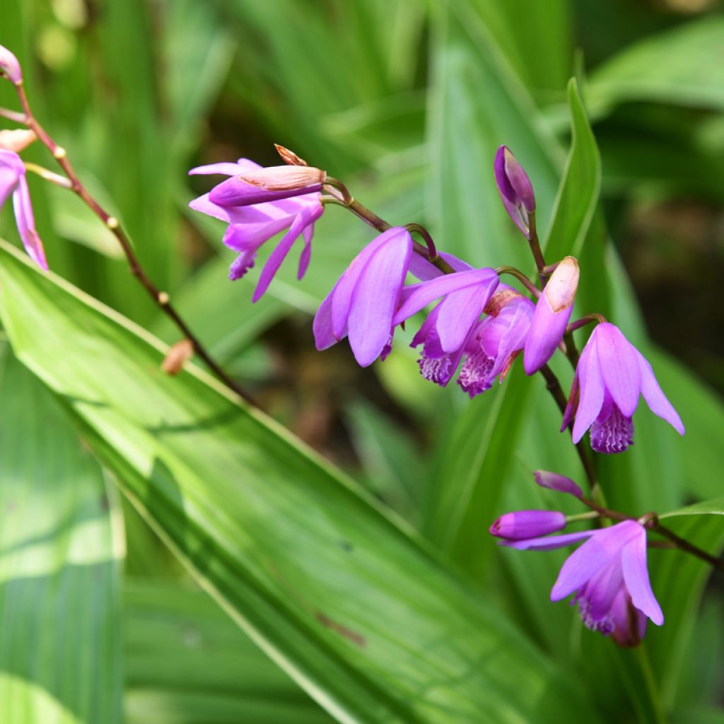 Bletilla striata Variegated - Japanse orchidee