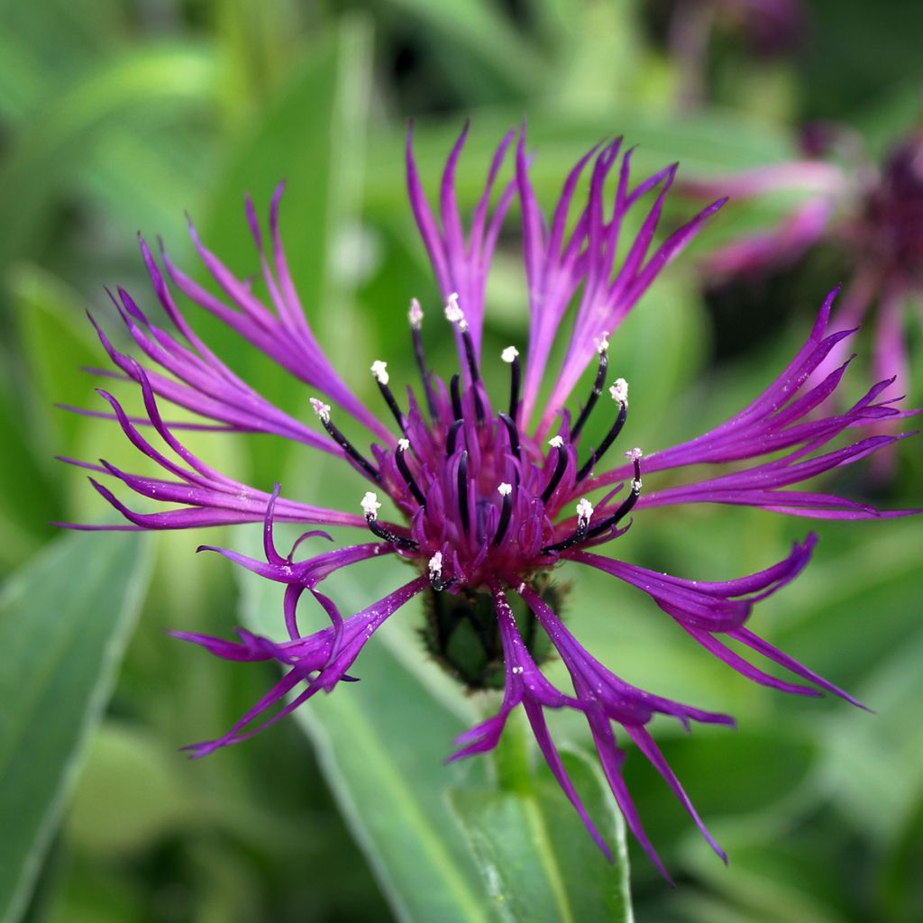 Centaurea montana Amethyst Dream - Bergkorenbloem