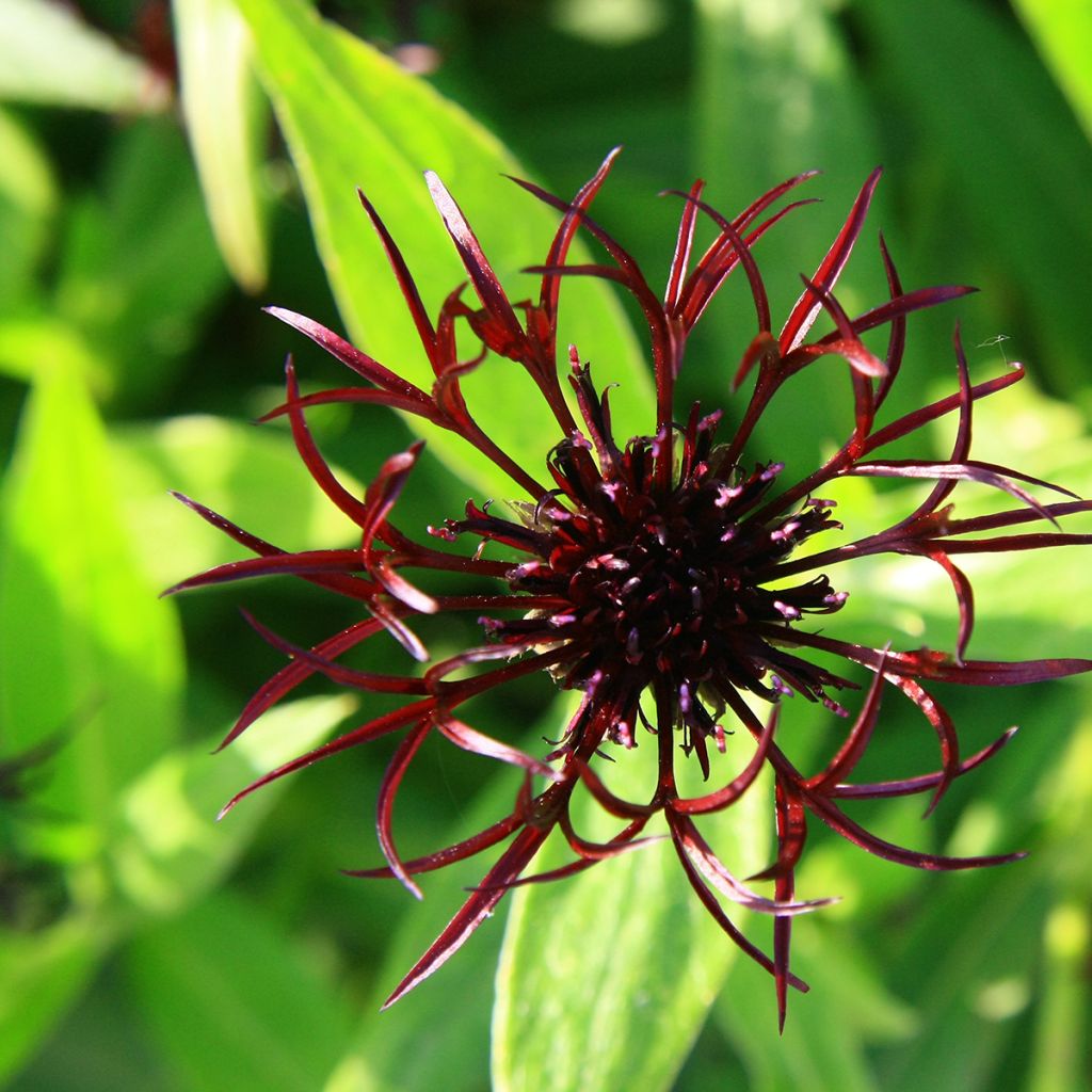 Centaurea montana Black Sprite - Bergkorenbloem
