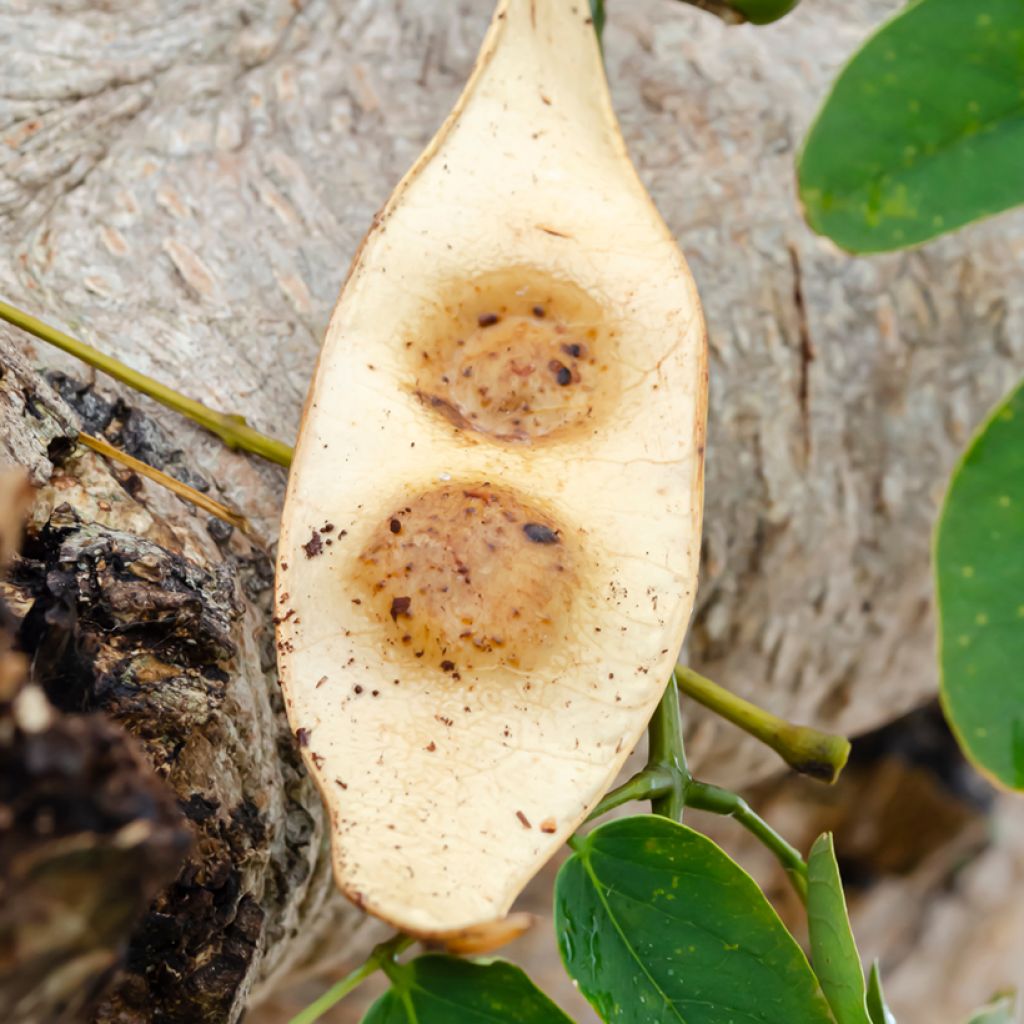Albizzia lebbeck - Perzische slaapboom