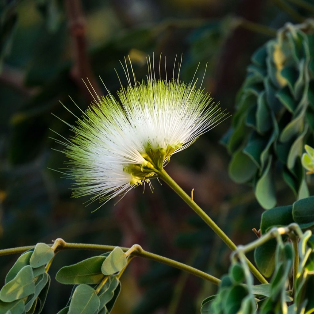 Albizzia lebbeck - Perzische slaapboom