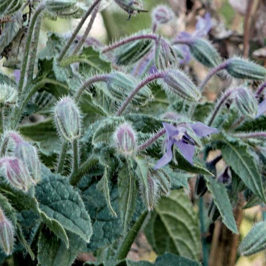 Borago officinalis (zaad) - Komkommerkruid