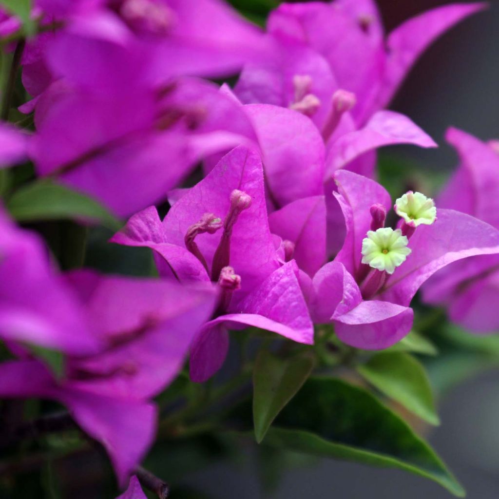 Bougainvillea Violet de Mèze - Papierbloem