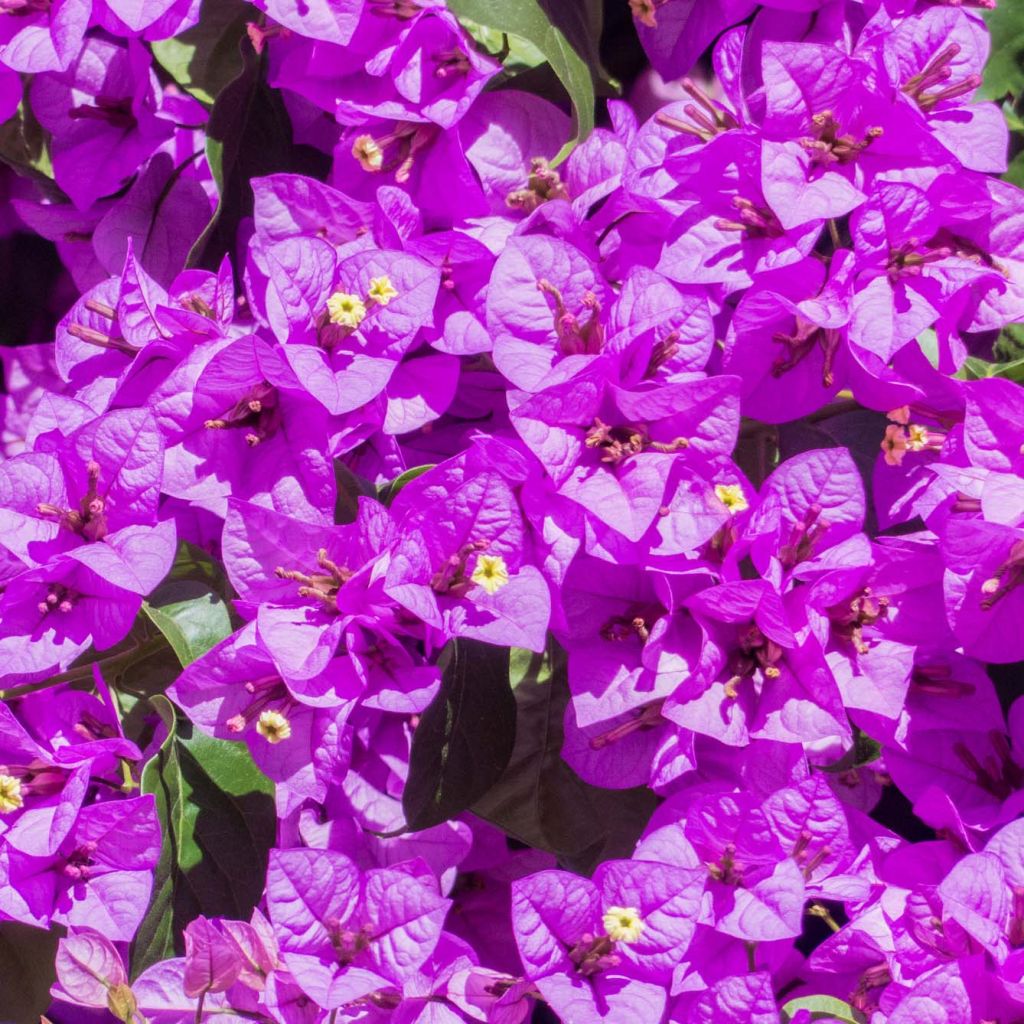 Bougainvillea Violet de Mèze - Papierbloem
