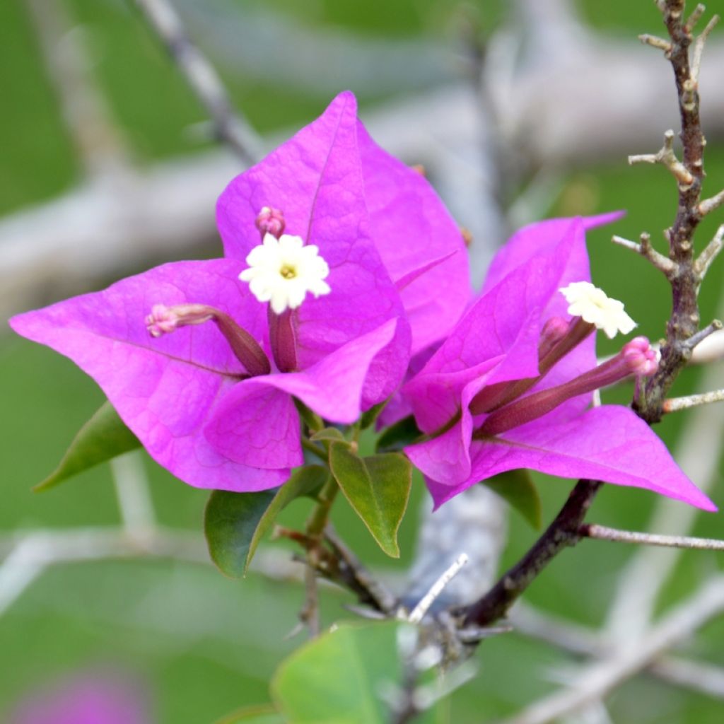 Bougainvillea Violet de Mèze - Papierbloem