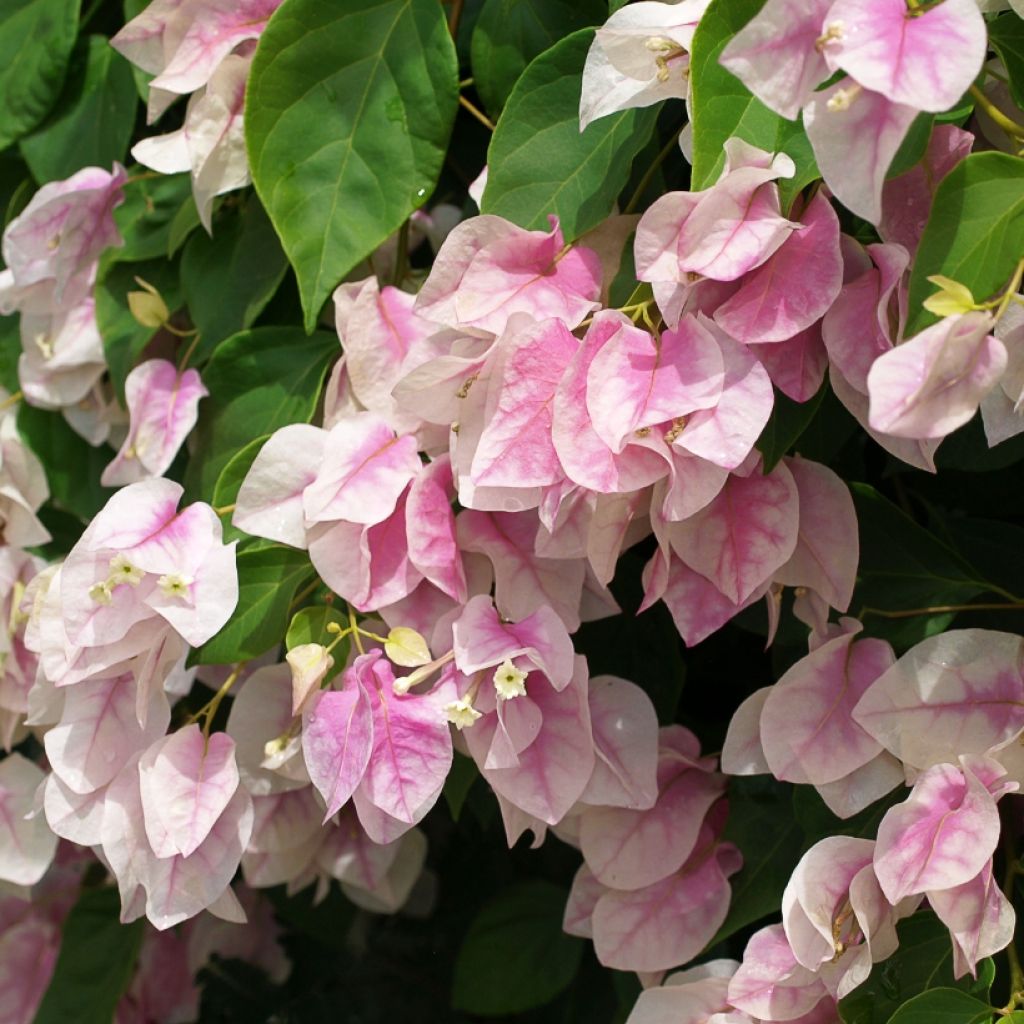 Bougainvillea spectabilis Wit-Roze - Bougainville