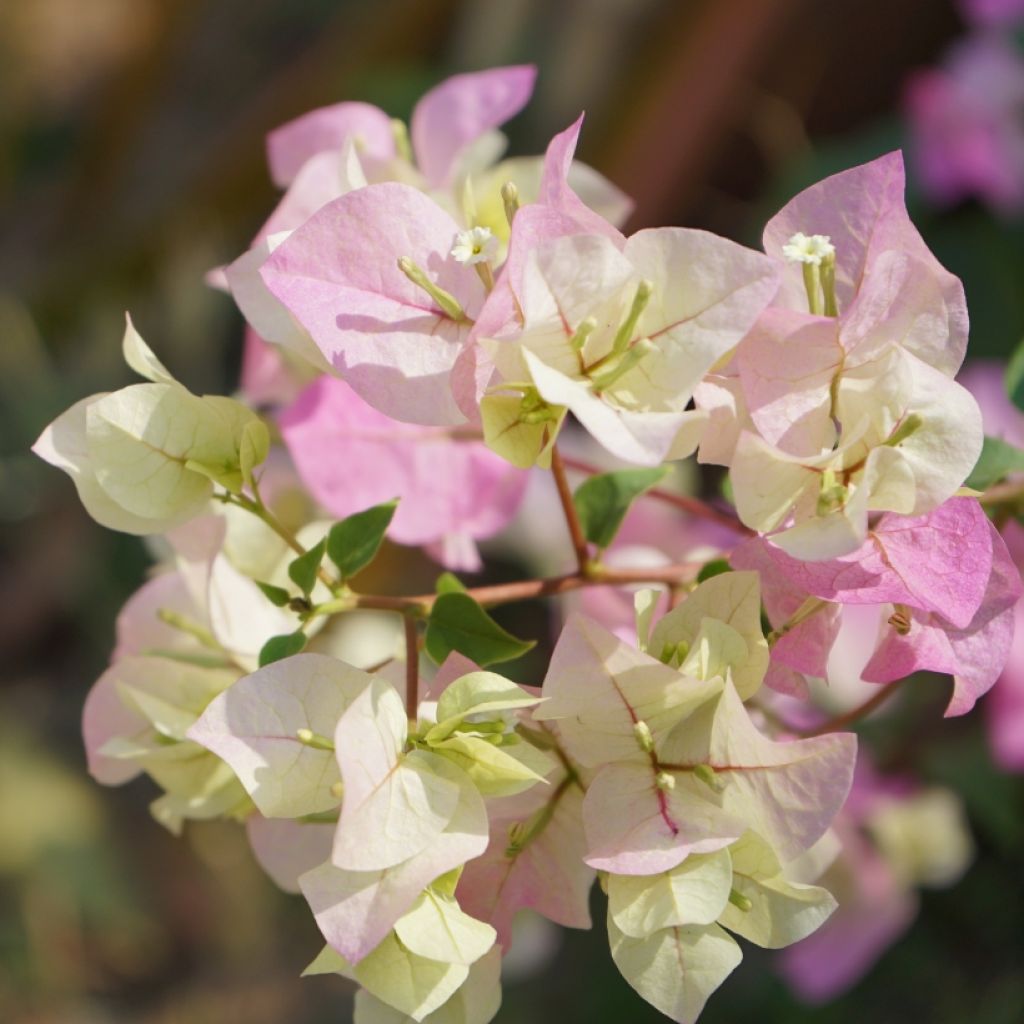 Bougainvillea spectabilis Wit-Roze - Bougainville