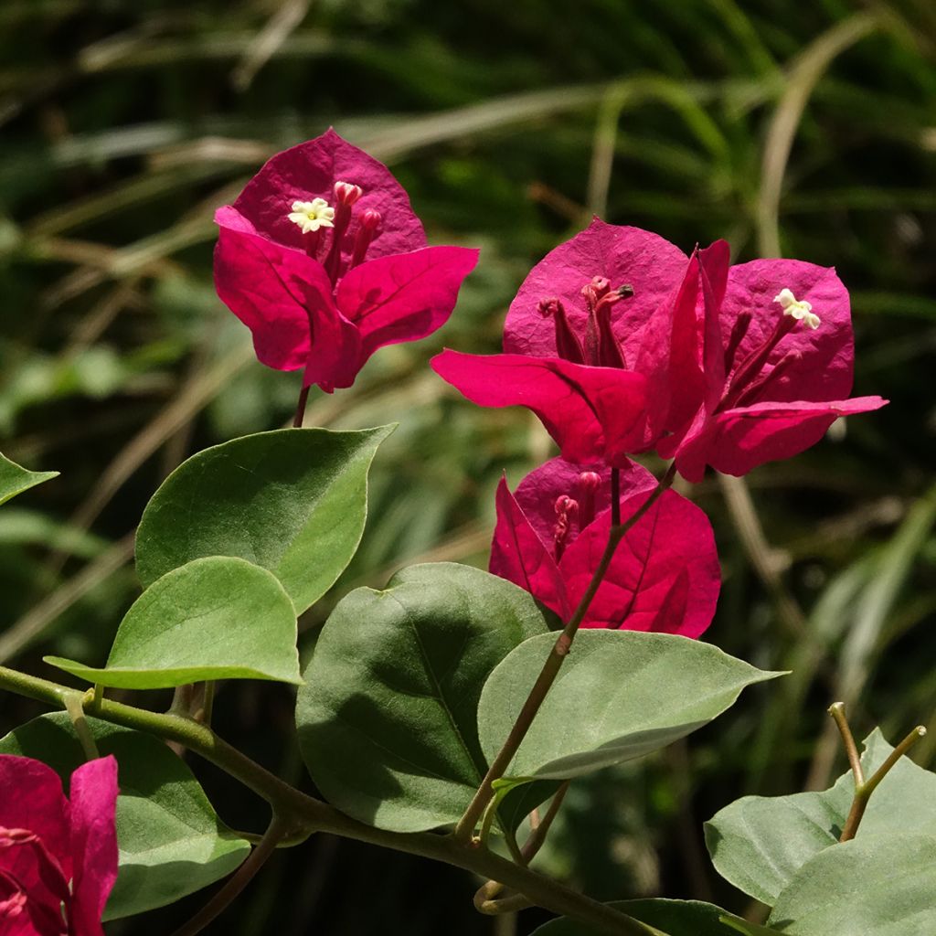 Bougainvillea spectabilis Donkerrood - Papierbloem