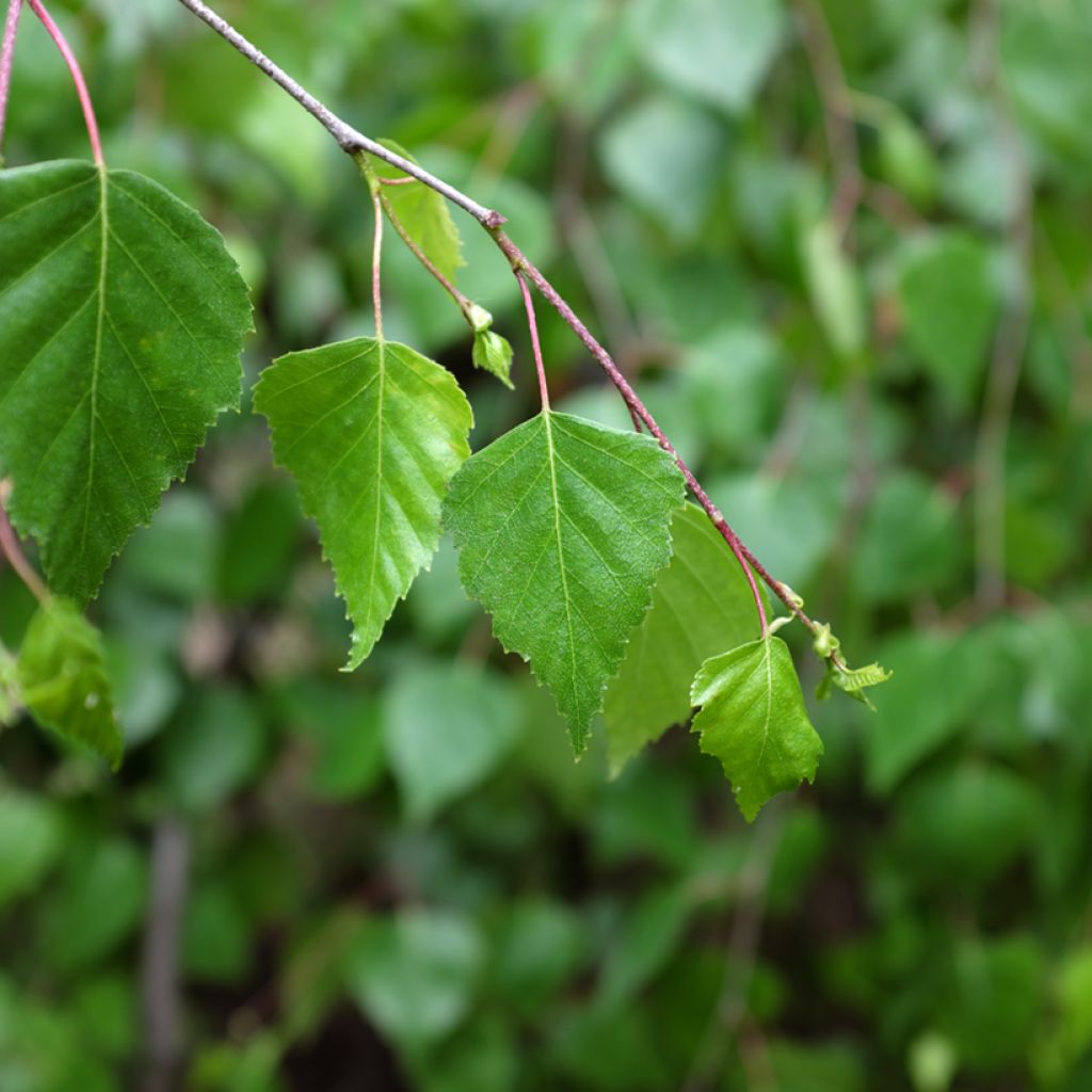 Betula pendula Youngii - Ruwe berk