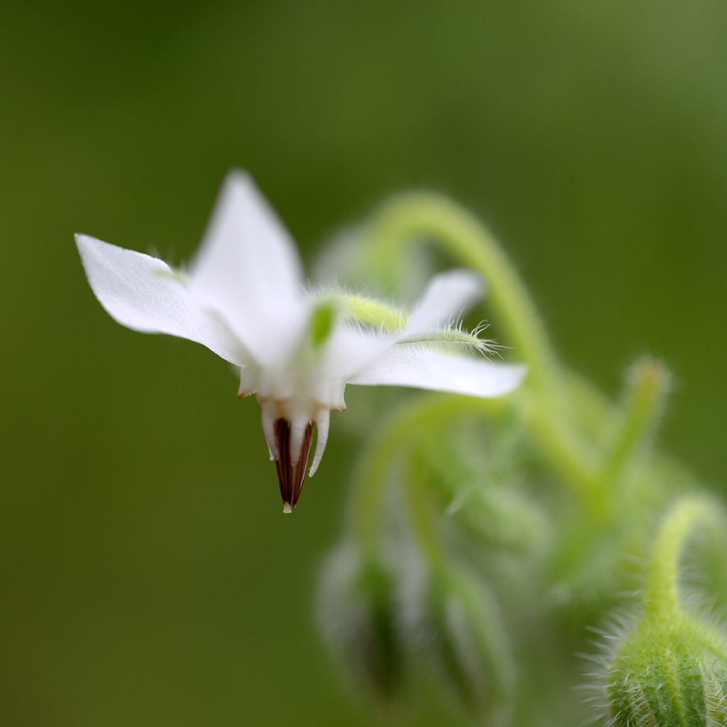 Bernagie - Borago officinalis