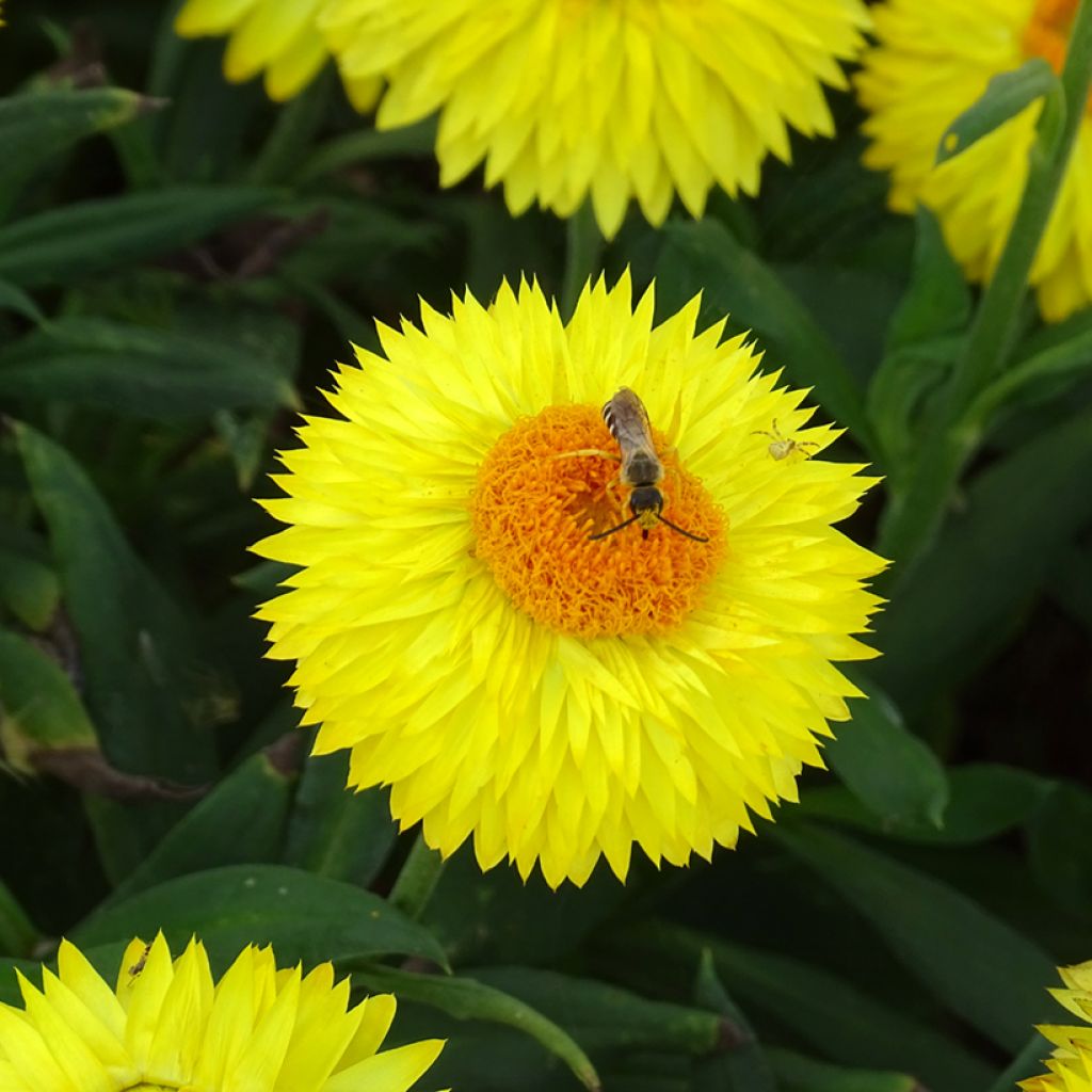 Bracteantha bracteata Granvia Goud - Goudstrobloem