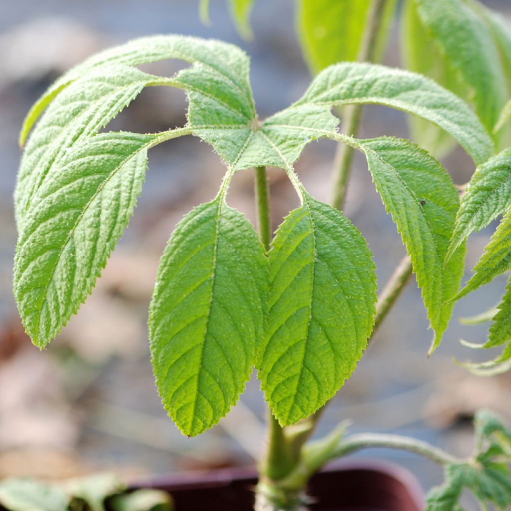 Brassaiopsis mitis - Faux-aralia découpé