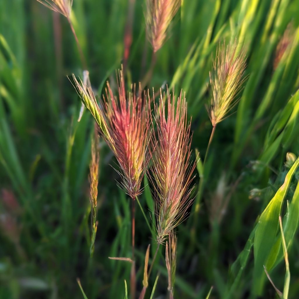 Bromus rubens (zaad) - Dravik