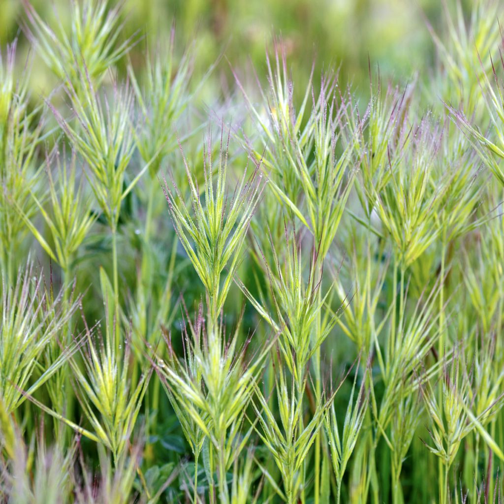 Bromus rubens (zaad) - Dravik