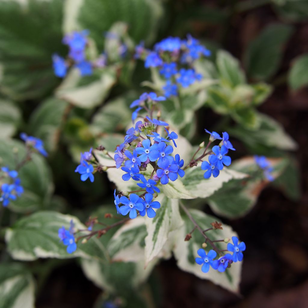 Brunnera macrophylla Variegata - Kaukasisch vergeet-mij-nietje