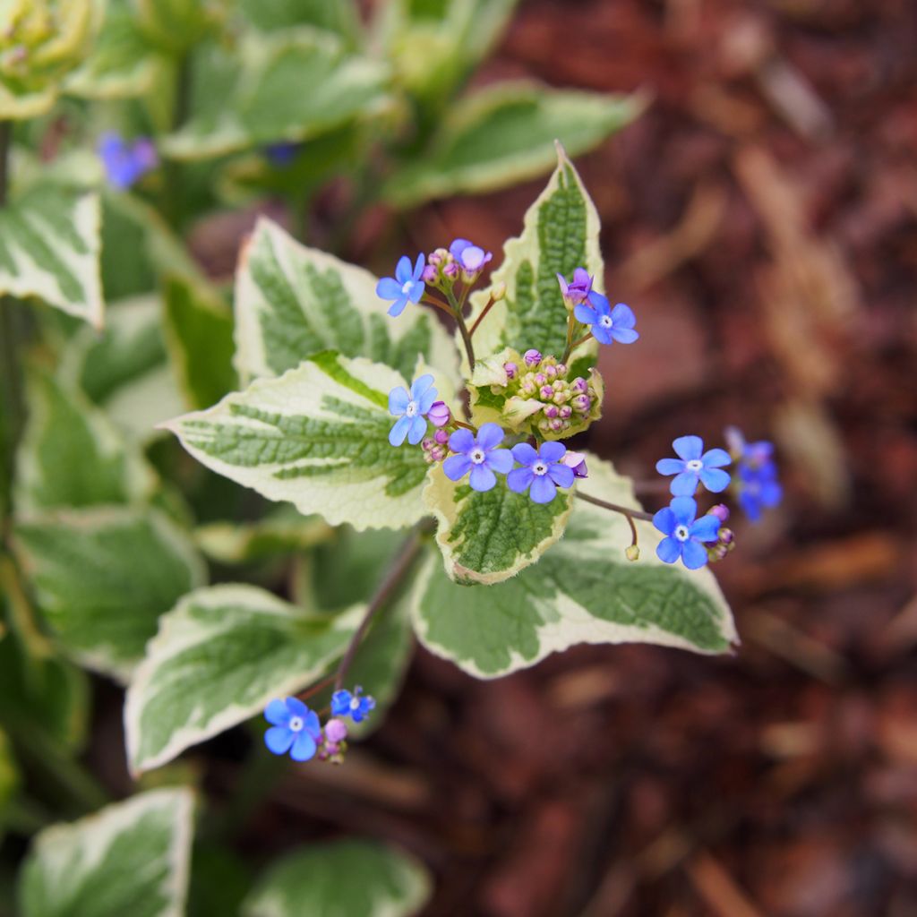 Brunnera macrophylla Variegata - Kaukasisch vergeet-mij-nietje