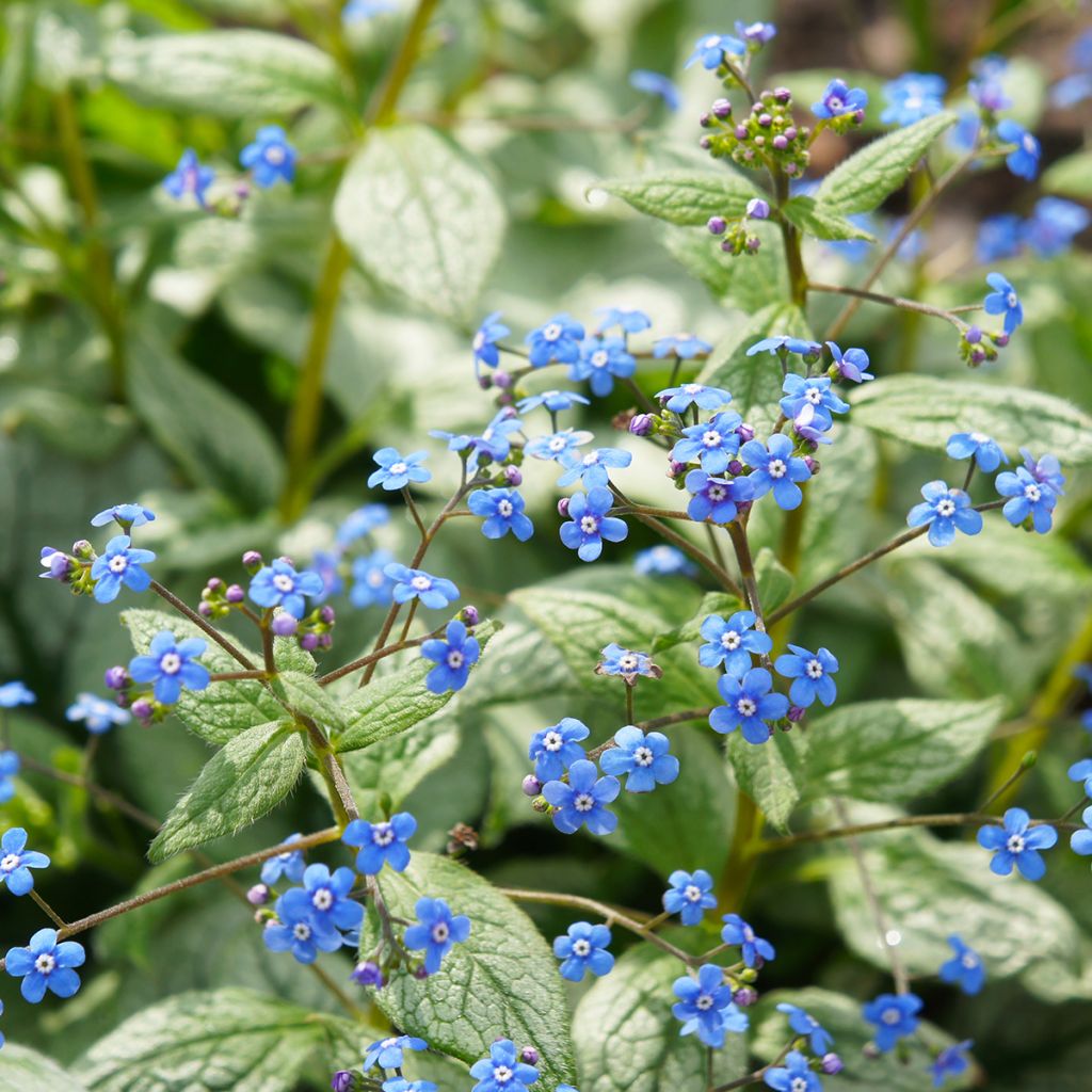 Brunnera macrophylla Jack Frost - Kaukasisch vergeet-mij-nietje