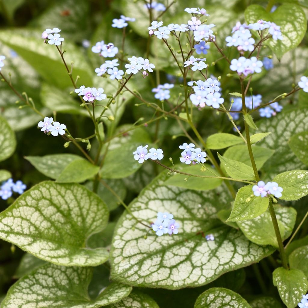 Brunnera macrophylla Jack Frost - Kaukasisch vergeet-mij-nietje