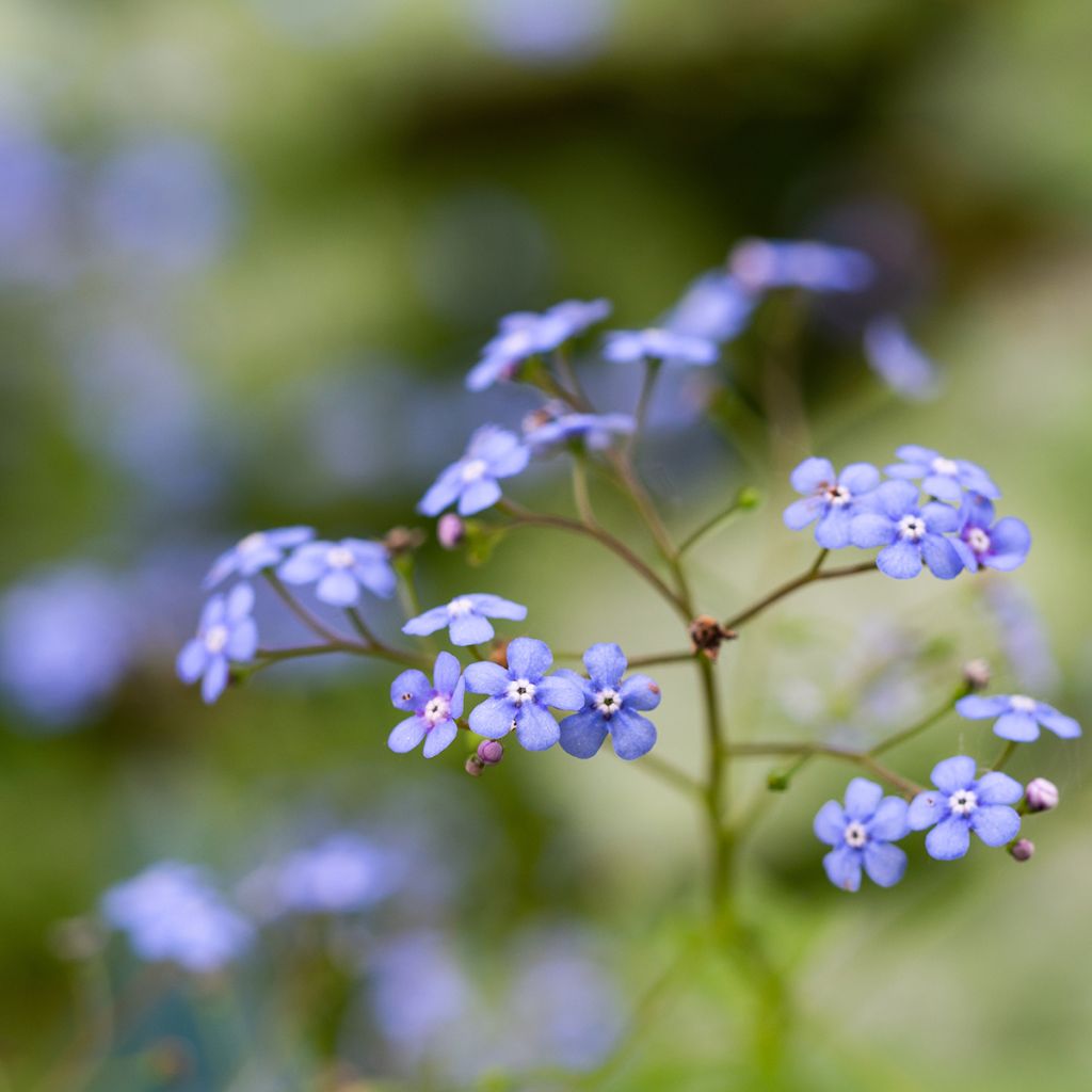 Brunnera macrophylla Jack Frost - Kaukasisch vergeet-mij-nietje
