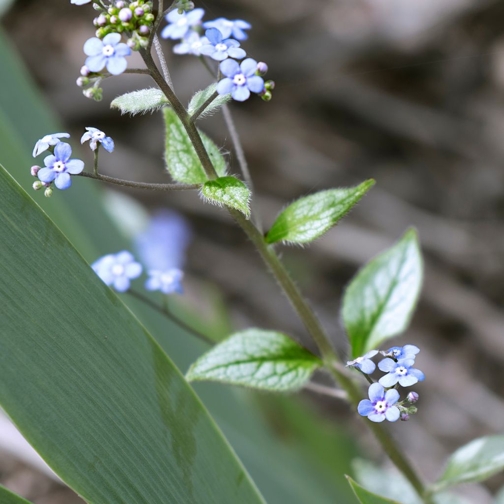Brunnera macrophylla Looking Glass - Kaukasisch vergeet-mij-nietje