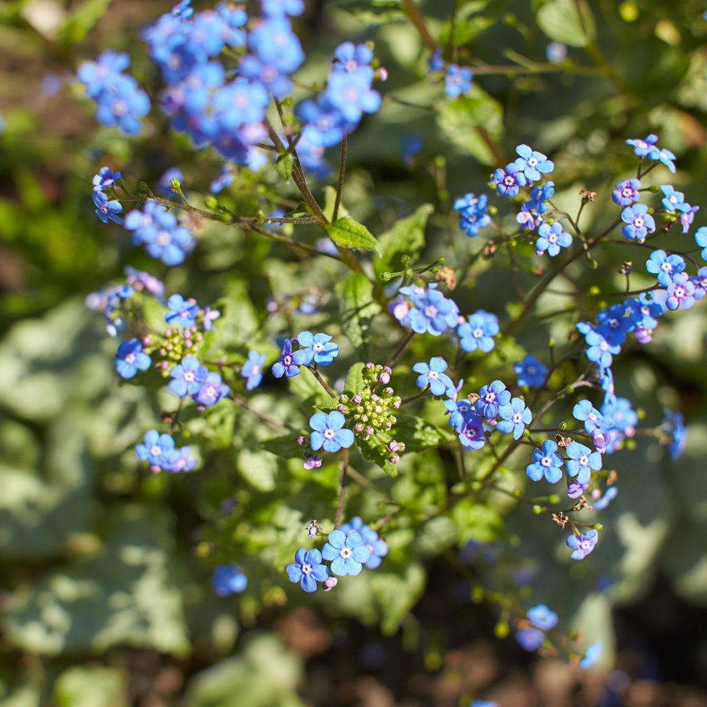 Brunnera macrophylla Looking Glass - Kaukasisch vergeet-mij-nietje