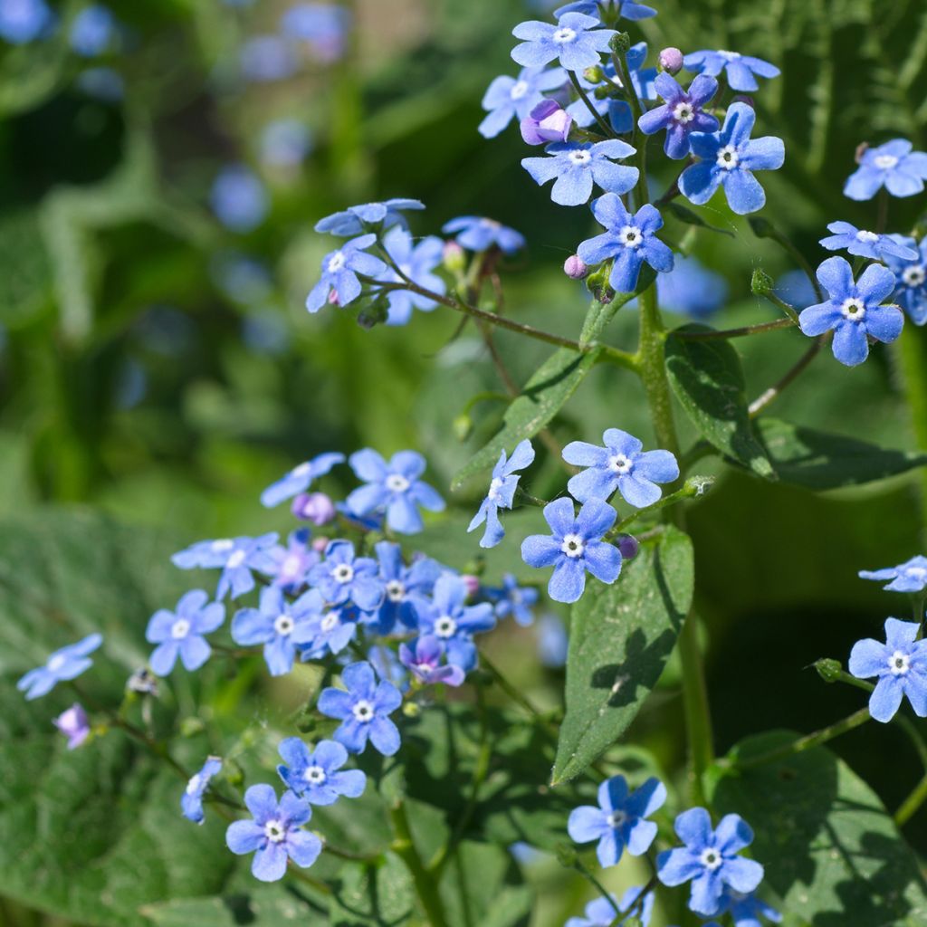 Brunnera macrophylla - Kaukasisch vergeet-mij-nietje