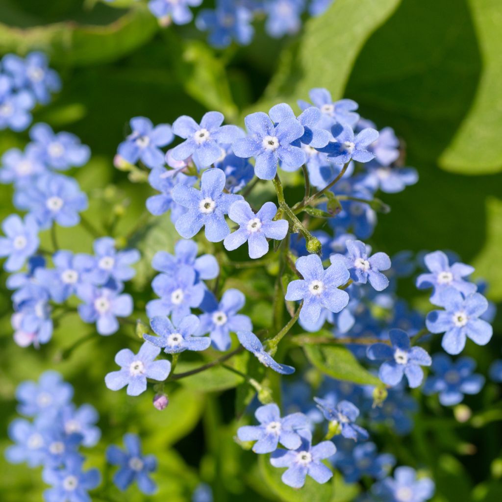 Brunnera macrophylla - Kaukasisch vergeet-mij-nietje