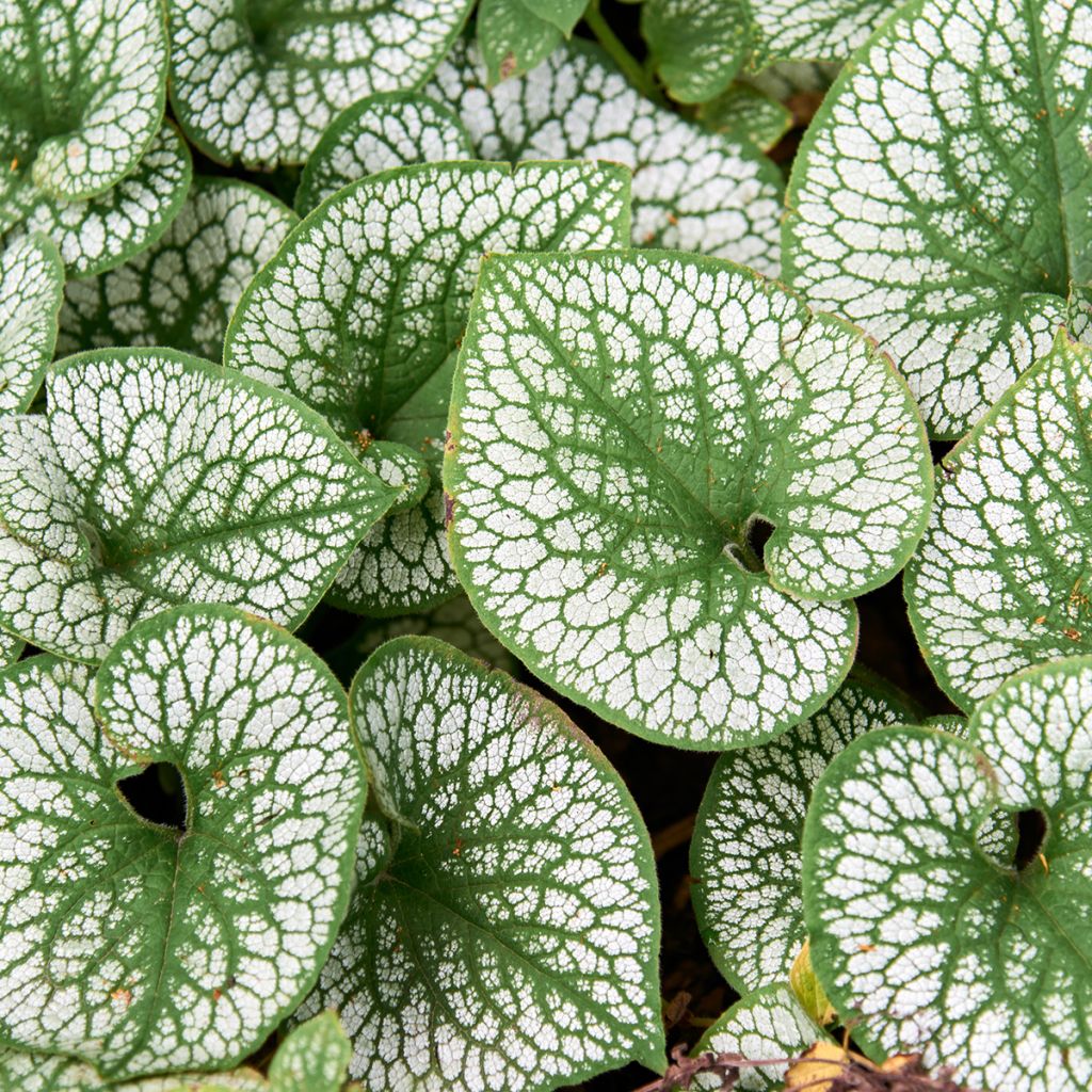 Brunnera macrophylla Silver Heart - Kaukasisch vergeet-mij-nietje