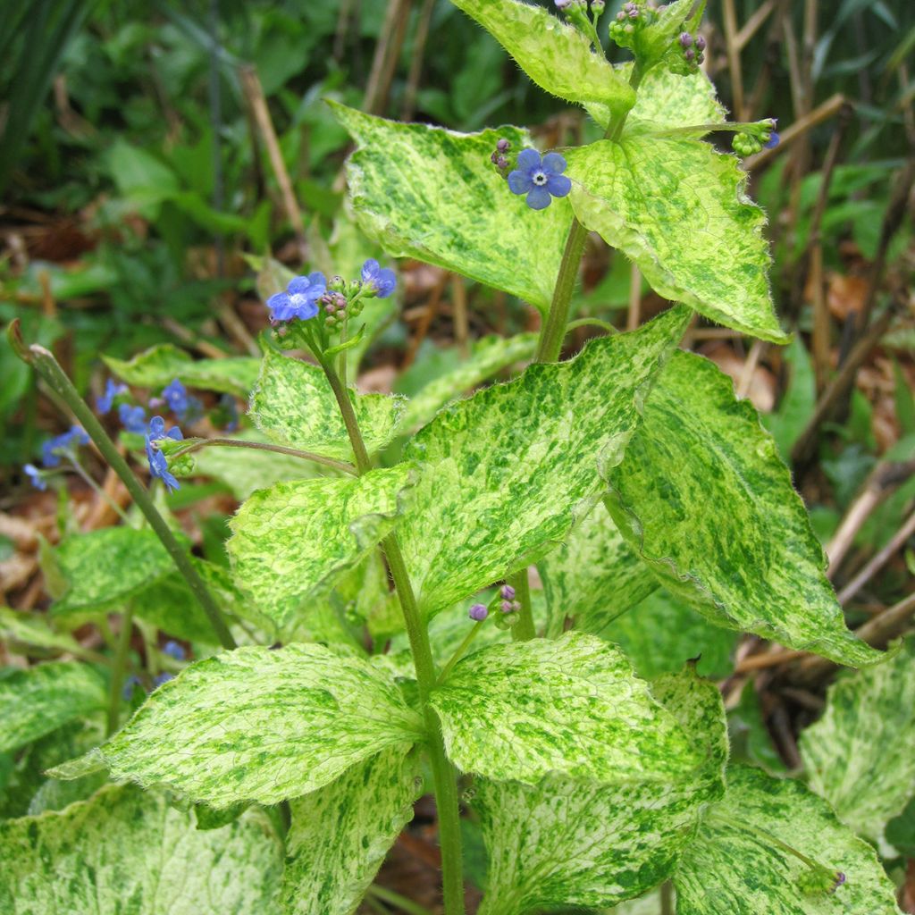 Brunnera macrophylla Yellow spring - Kaukasisch vergeet-mij-nietje
