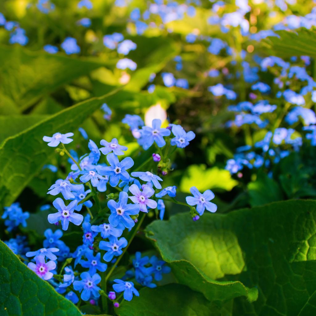 Brunnera sibirica - Kaukasisch vergeet-mij-nietje
