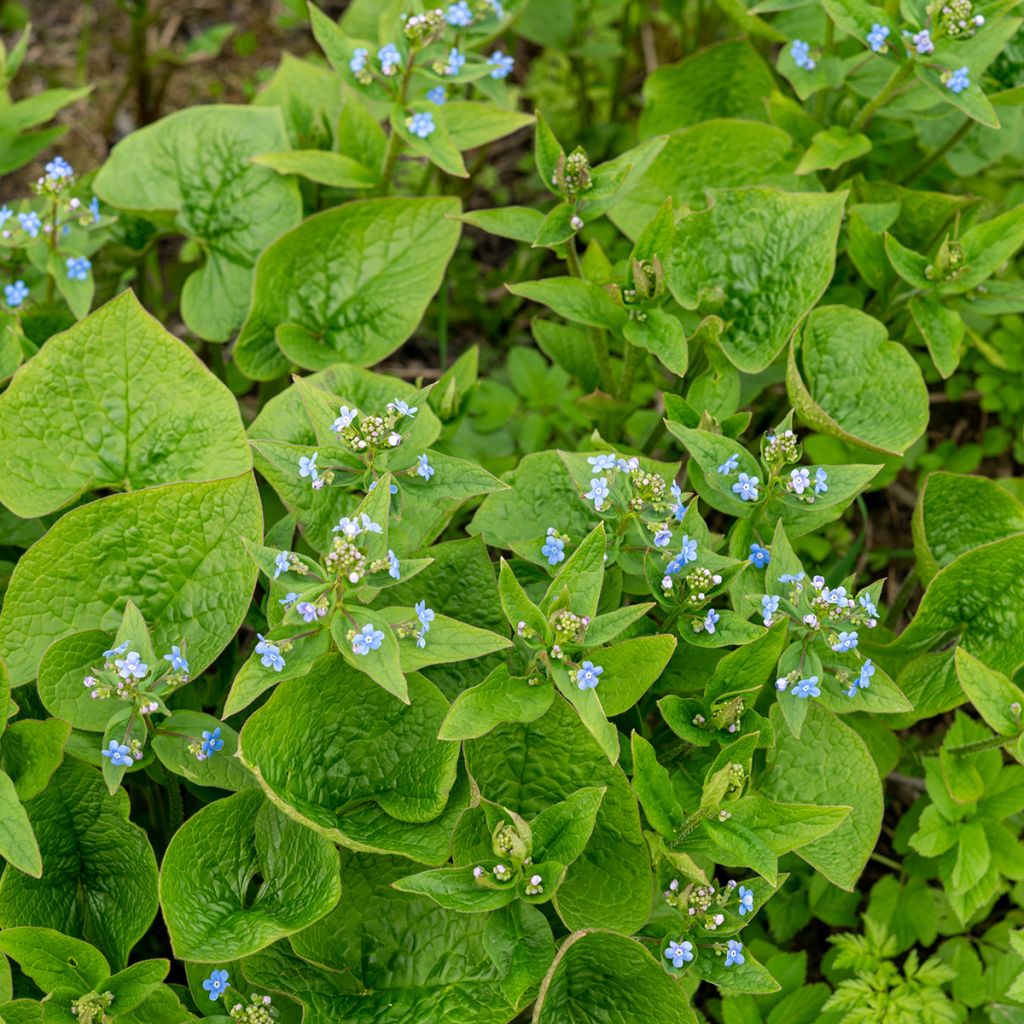 Brunnera sibirica - Kaukasisch vergeet-mij-nietje
