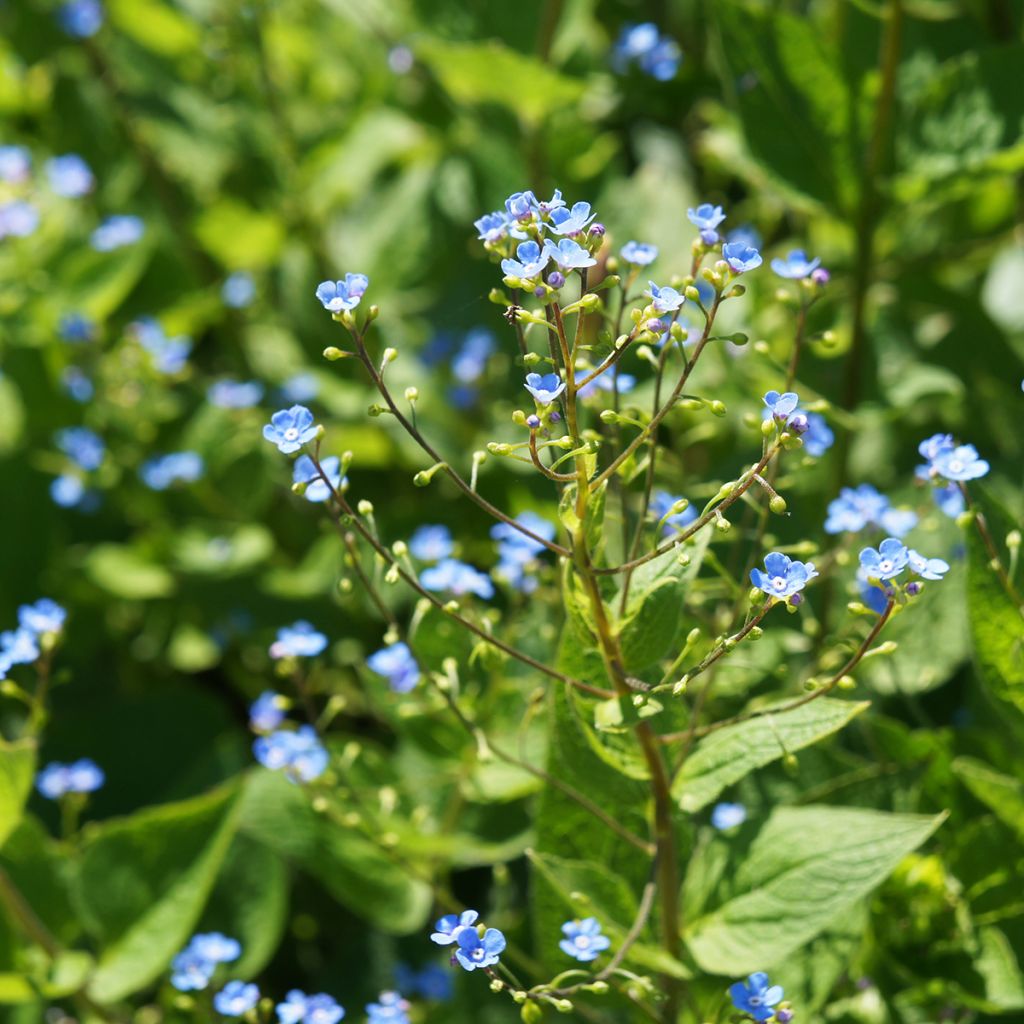 Brunnera sibirica - Kaukasisch vergeet-mij-nietje