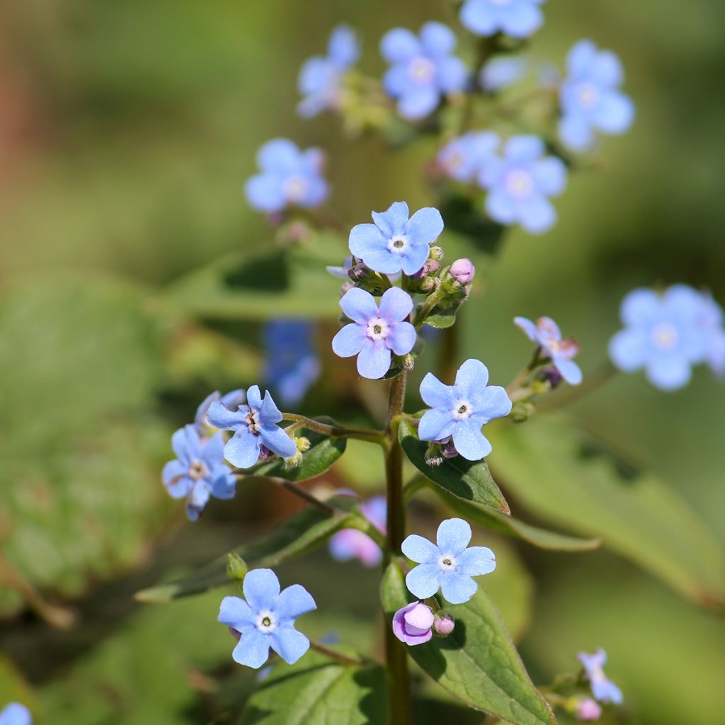 Brunnera sibirica - Kaukasisch vergeet-mij-nietje
