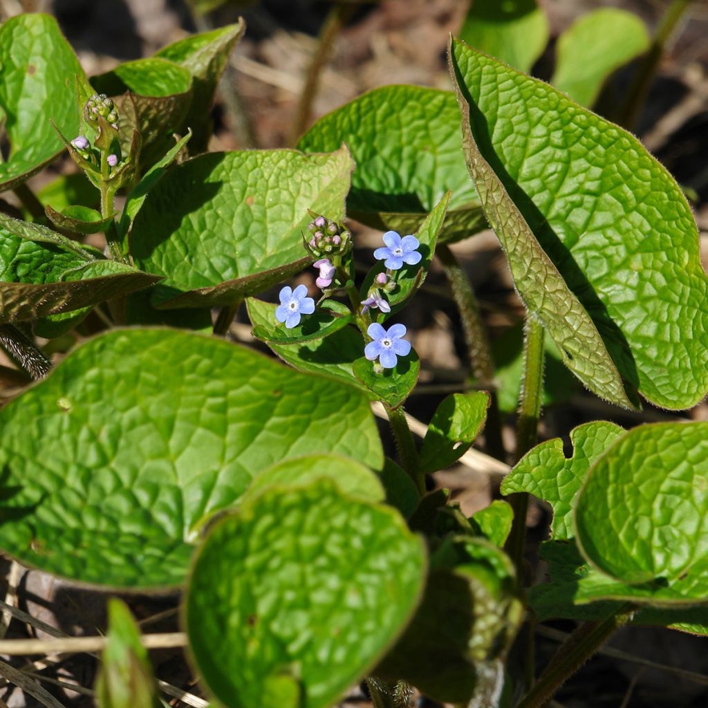 Brunnera sibirica - Kaukasisch vergeet-mij-nietje