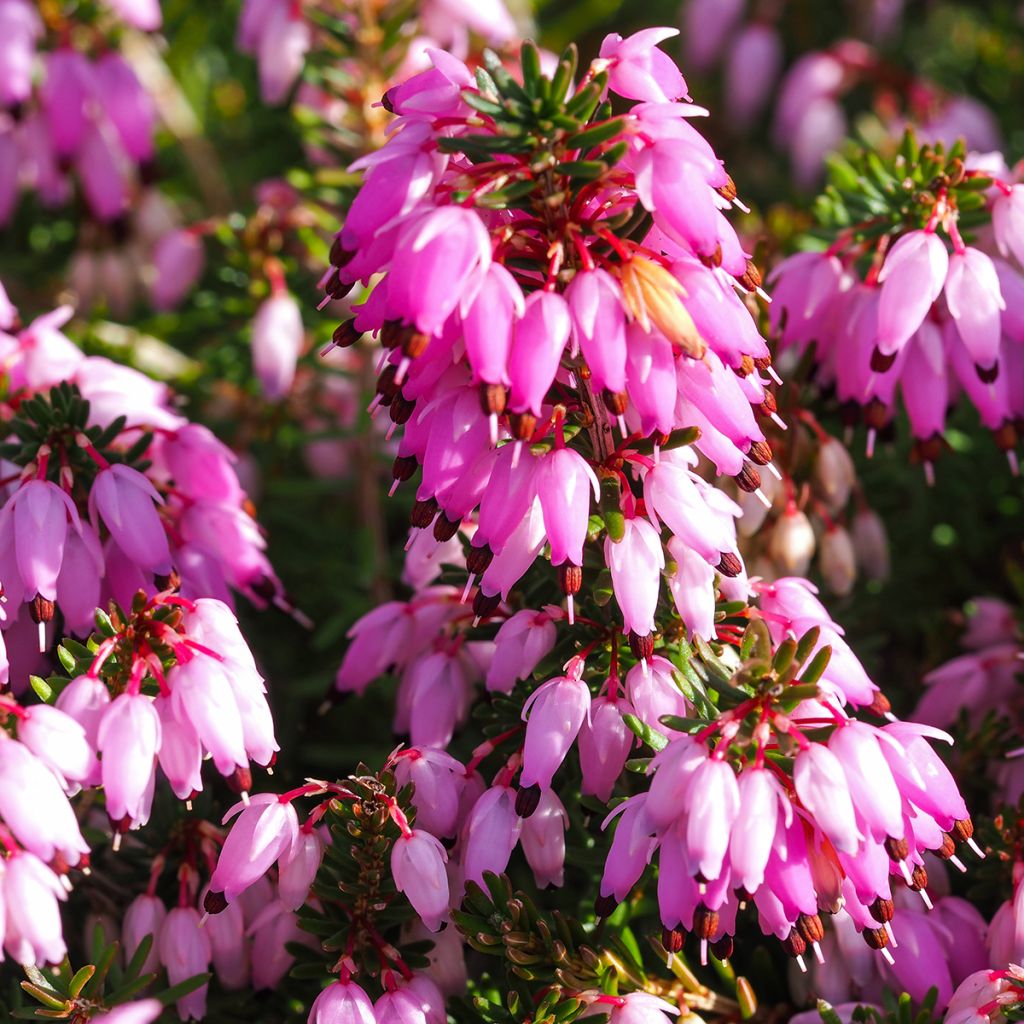 Erica carnea December Red - Winterheide