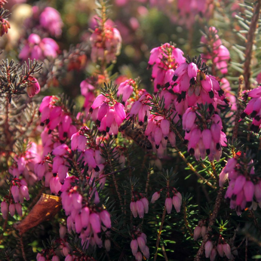 Erica carnea December Red - Winterheide