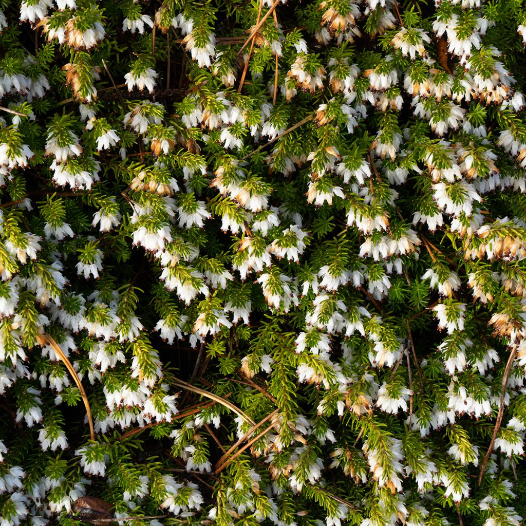 Erica Springwood White - Winterheide
